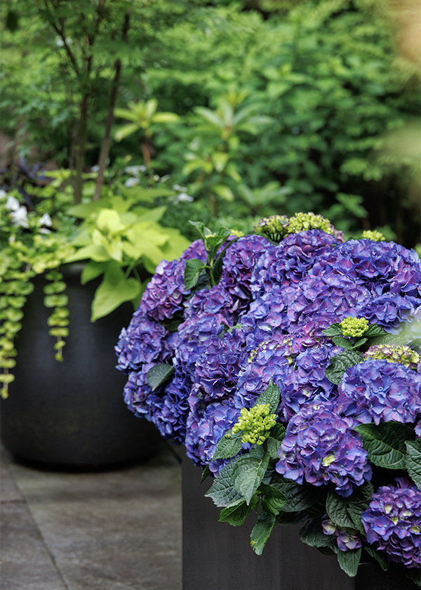 dark purple hydrangeas in a black container with green foliage in background