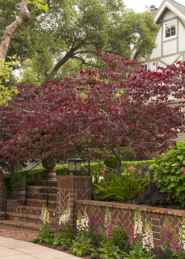 forest pansy red bud tree in front of an outdoor staircase