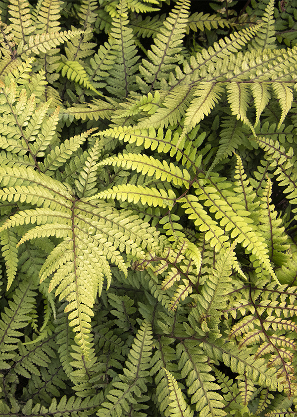 pale green fronds and red stems of jurassic pterodactyl eared lady fern