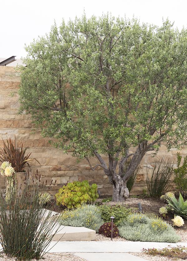 Majestic Beauty Fruitless Olive tree in a backyard surrounded by other plants and stone steps in a low-water landscape.