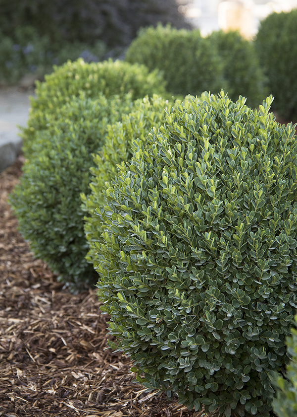 Evergreen Shrubs for Landscaping: A Comprehensive Guide