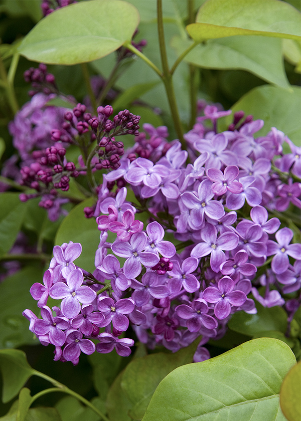 bright purple lilac flowers