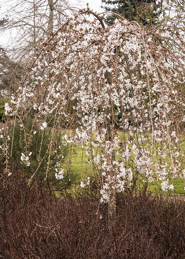 Snow Fountains Weeping Cherry tree with a brown spiky plant below in a garden landscape.