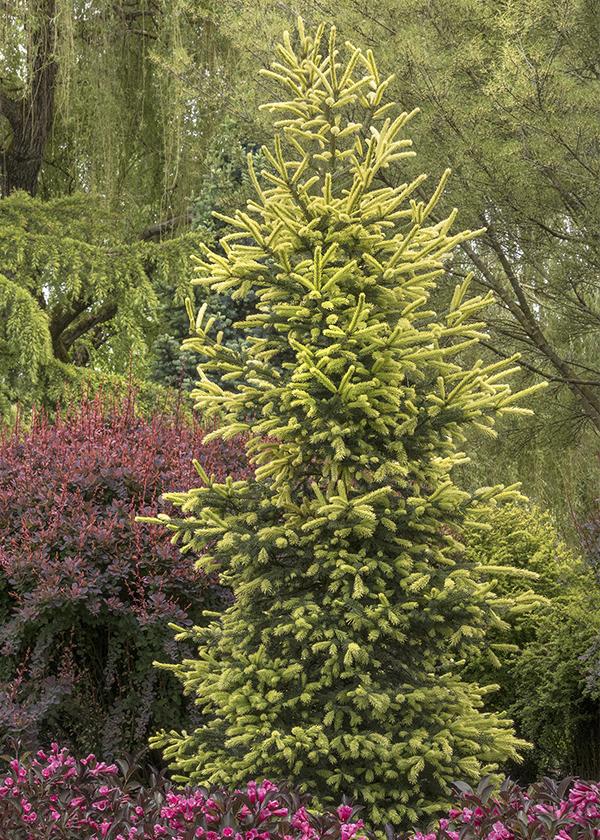 Sunburst™ Black Hills Spruce has bright yellow new growth that accents the blue-green mature foliage.