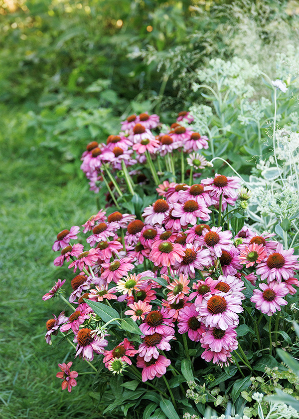 pink coneflowers, grasses and russian sage in a dreamy cottage garden
