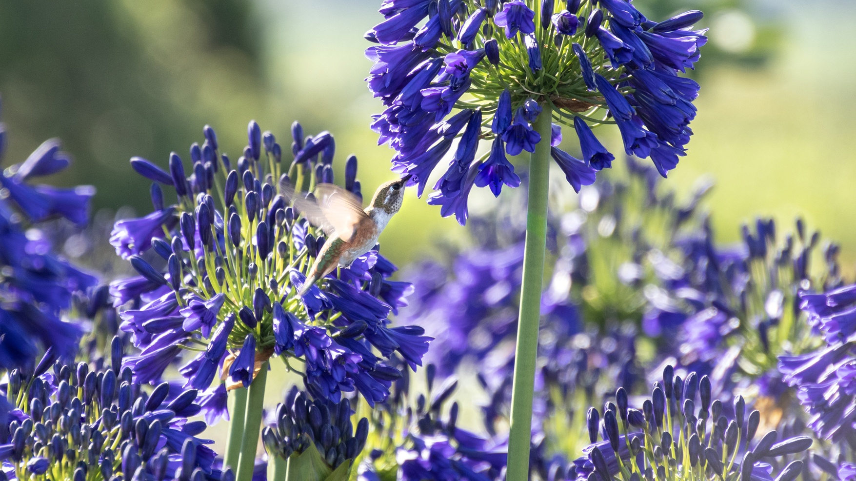 How to Create a Hummingbird Garden: Best Plants, Design Tips, and Questions Answered