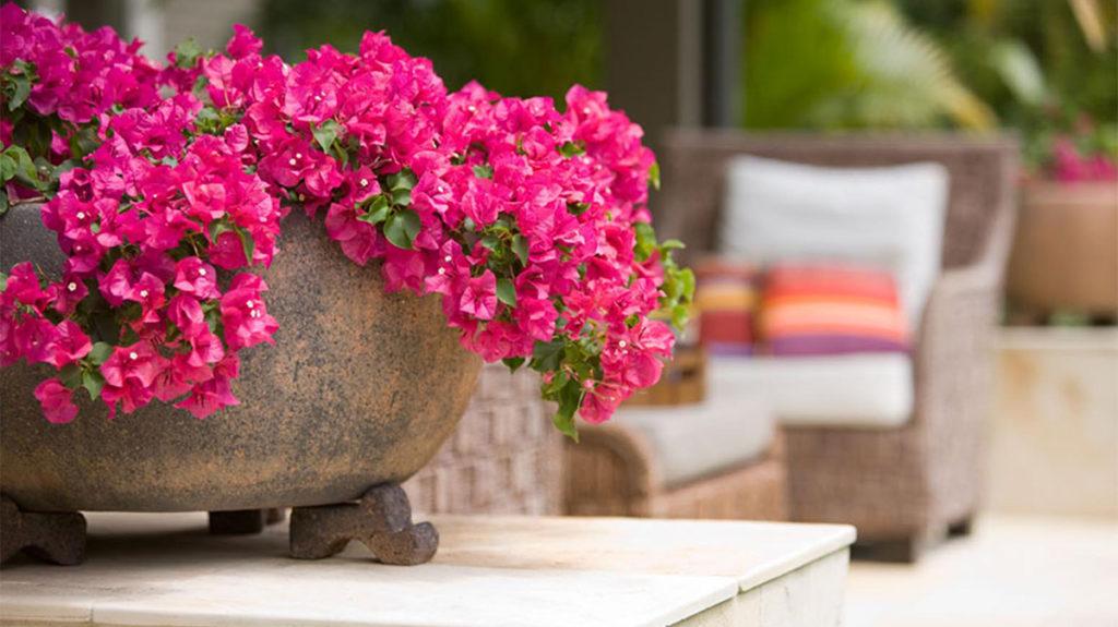 Potted Oo-La-La Bougainvillea flowers in a backyard with outdoor chairs.
