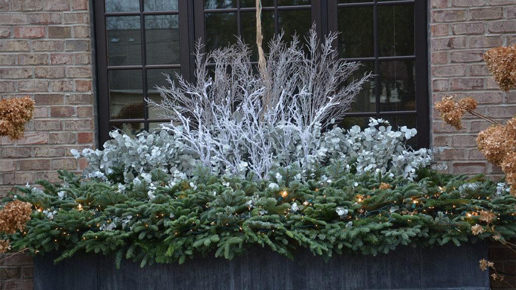 Winter window box featuring eucalyptus and white leptospermum branches on a bed of cut conifer branches.