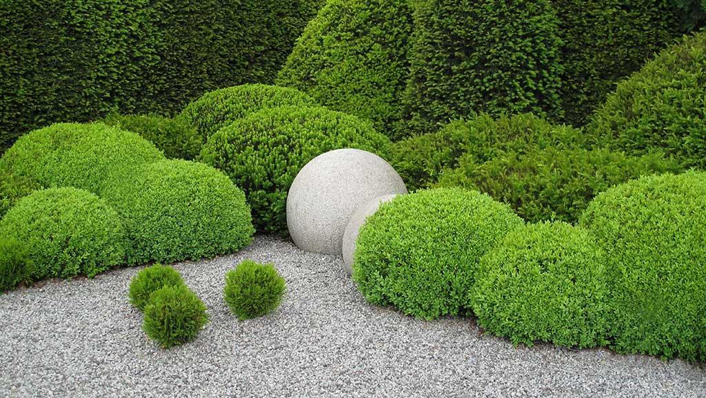 Over ten globe style sculpted boxwoods on the ground.