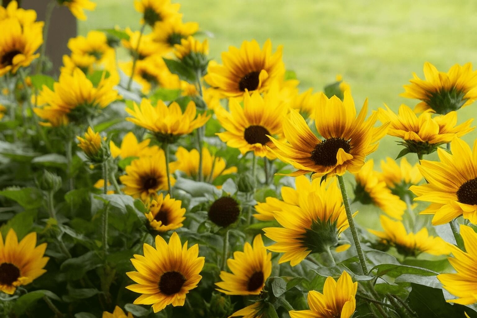 Meet Our 2019 Featured Plants: The Best of Both Science and Nature