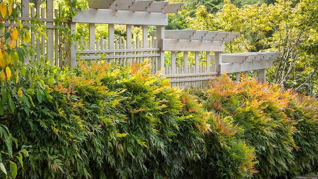 How to Match the Best Evergreen Shrub to Your Landscape Need