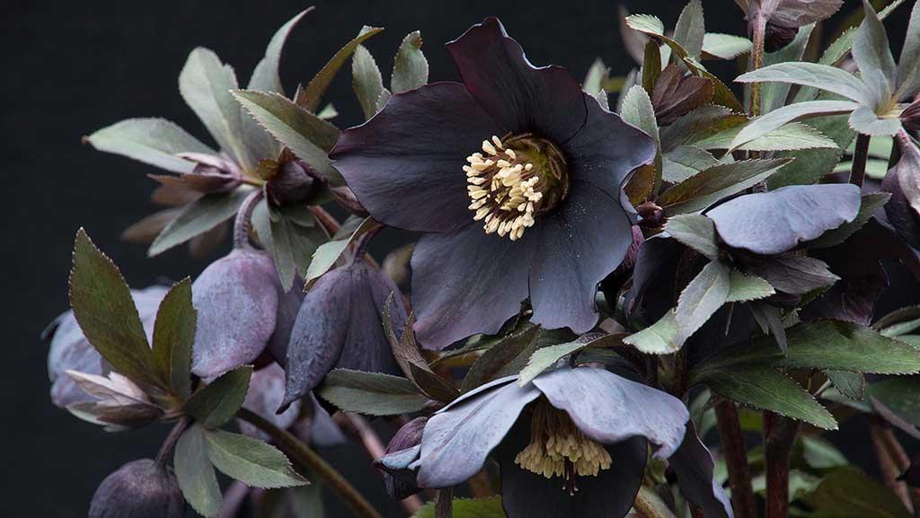 Hellebore Care 101: How to grow the harbingers of spring