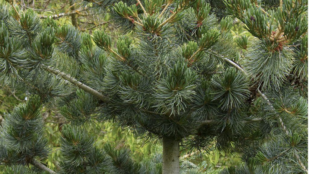 Close-up of a Japanese White Pine tree.