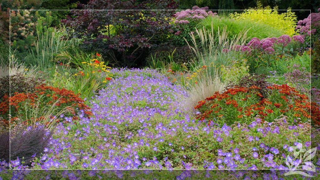 Long-Blooming Perennials for a More Beautiful Landscape