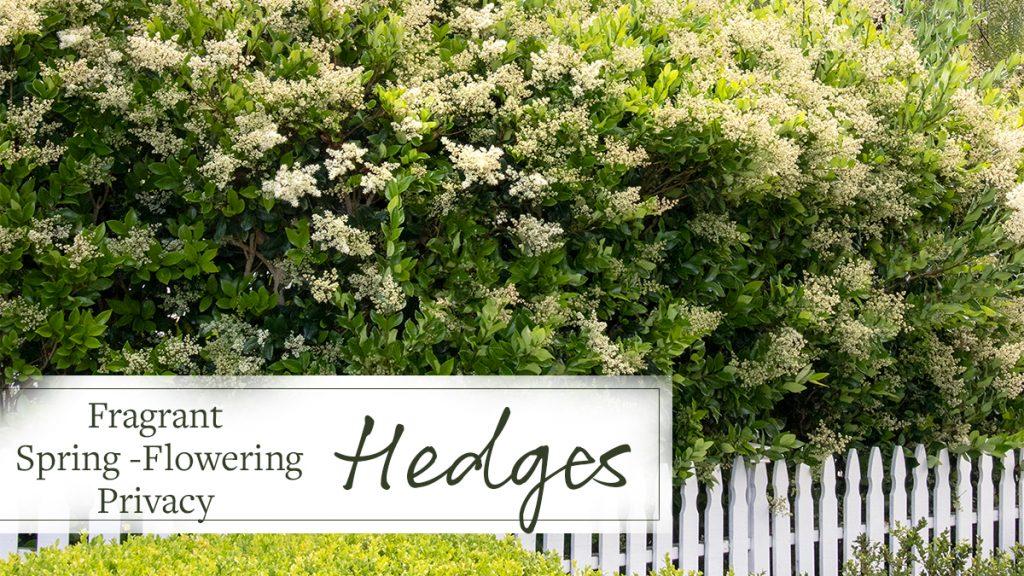 Fragrant Spring-Flowering Privacy Hedges