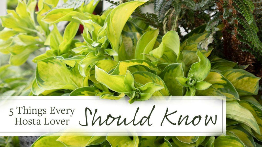 Top 5 Things Every Hosta Lover Should Know