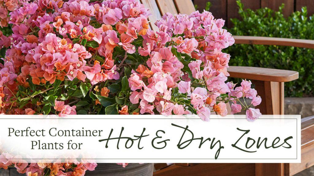 Perfect Container Plants for Hot and Dry Zones