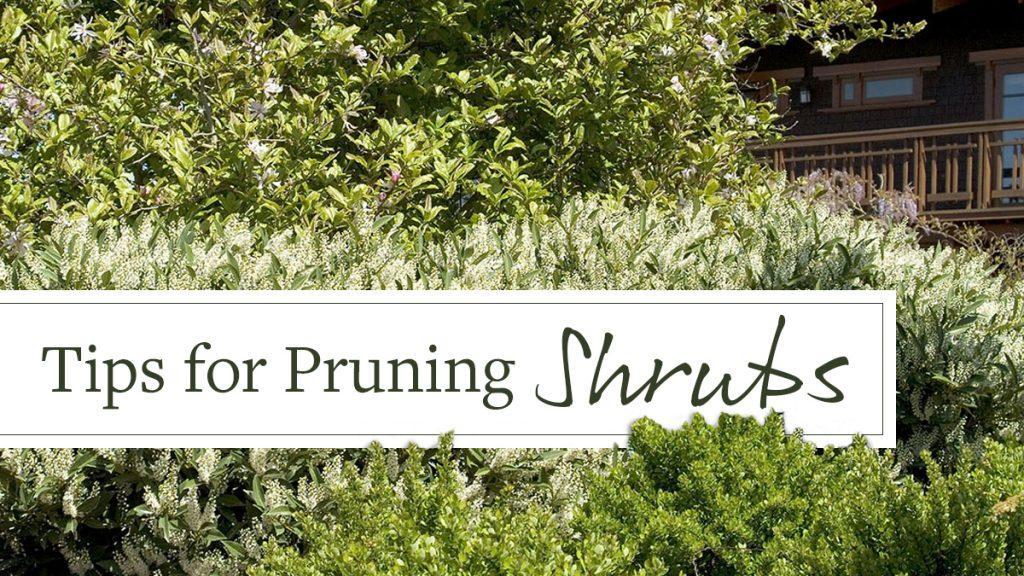 Top Tips for Pruning Shrubs: A Comprehensive Guide