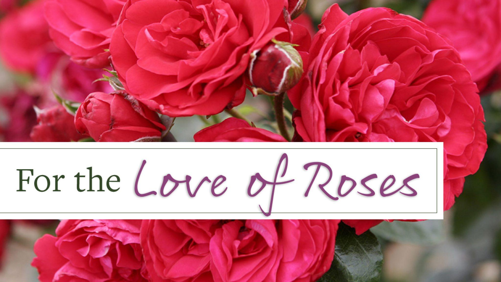 For the Love of Roses: A Look into America's Favorite Flower