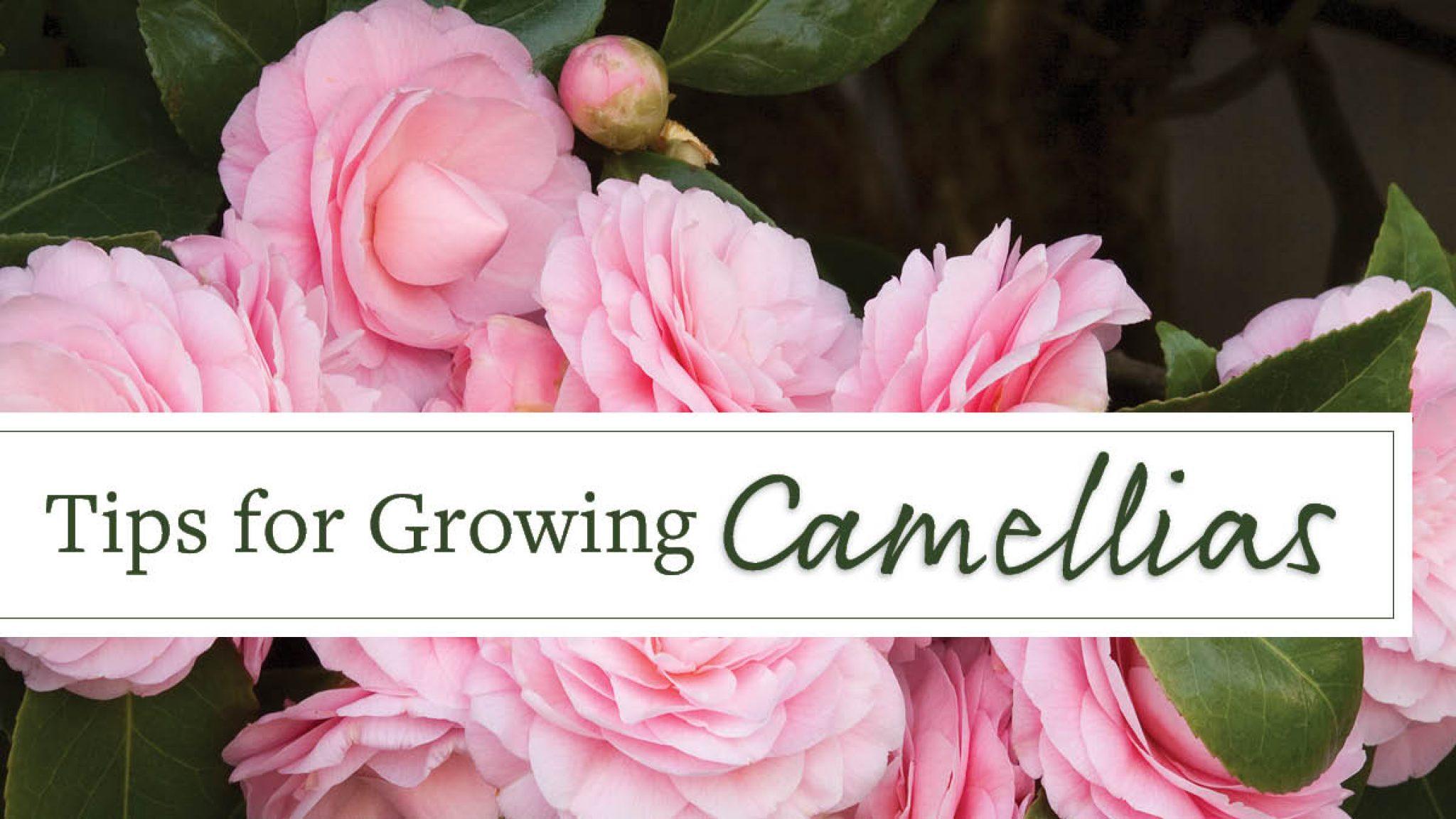 Growing Camellias: Top Tips from Monrovia