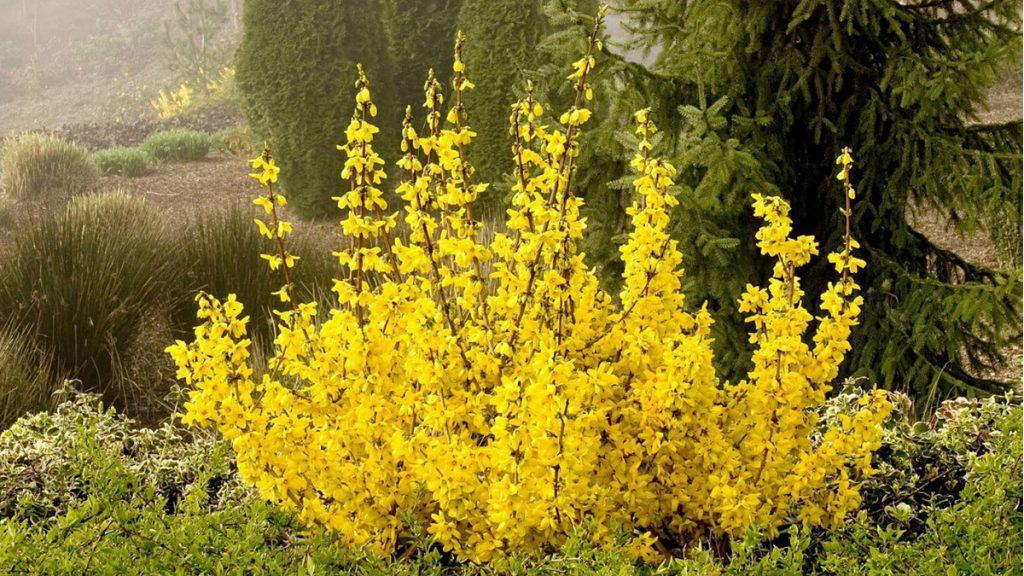 Magical Gold Forsythia in front of green trees and plants.