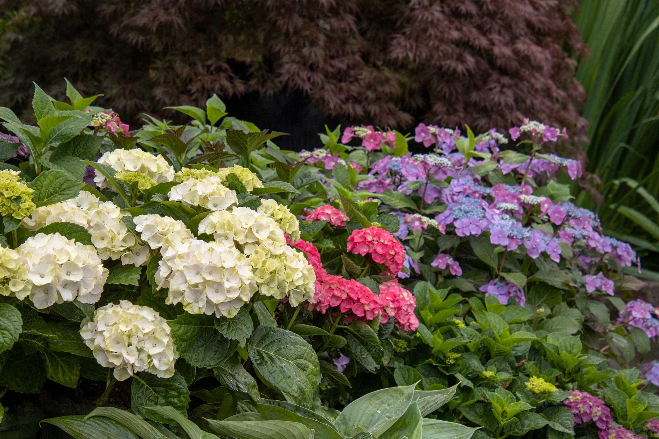 white, pink, and purple hydrangea types in a landscape