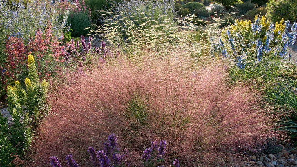 Plumetastic Pink Muhly Grass surrounded by Blonde Ambition Blue Grama Grass, lavender, and other plants.