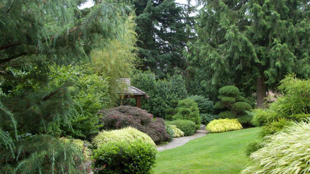 Top Conifers for Year Round Beauty (Zone: 7 - 10)