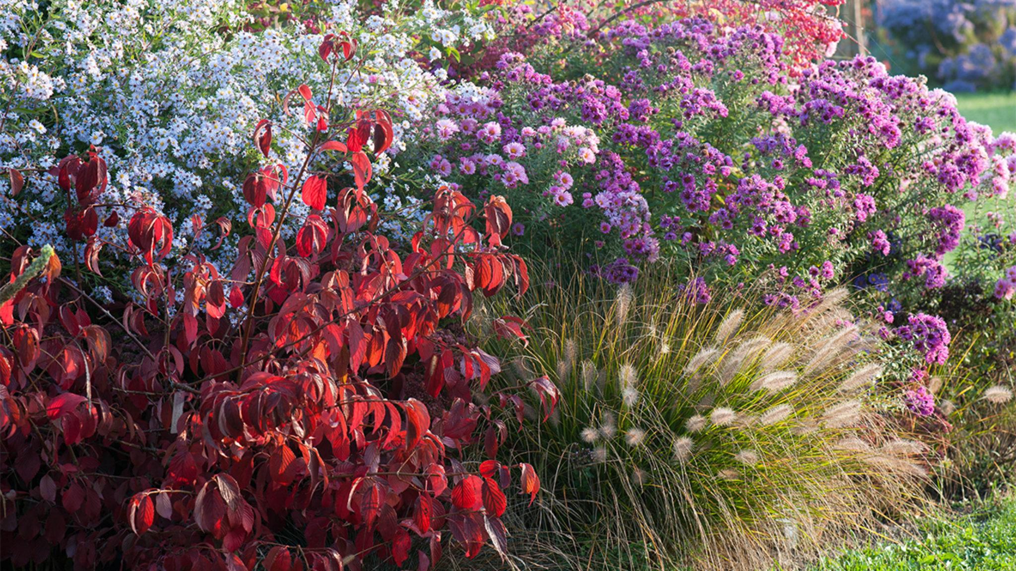 Combination of different plants such as asters, grasses, burning bush, and a few berrying plants in the Fall time.