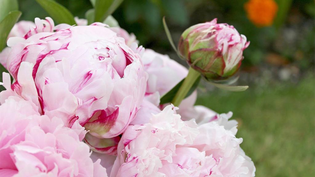 12 Things Peony-Lovers Should Know about this Fragrant Flower