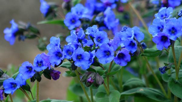 Close-up of a dark blue flowers.