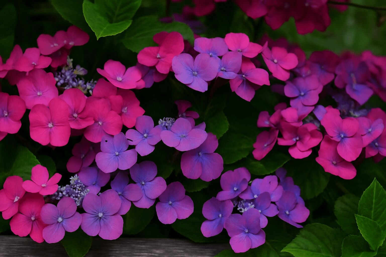 Design School: 3 Ways with Seaside Serenade Hydrangeas
