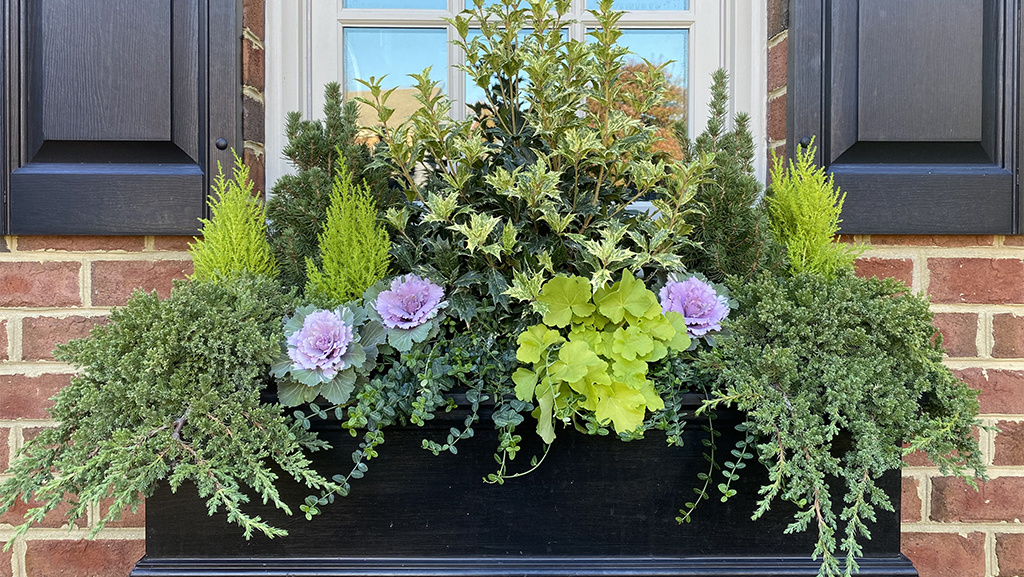 colorful winter windowbox with conifers, evergreen osmanthus, and purple cabbage