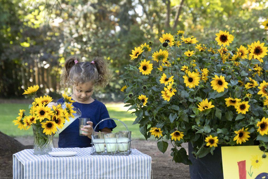 Little girl at lemonade stand surrounded by sunflowers.