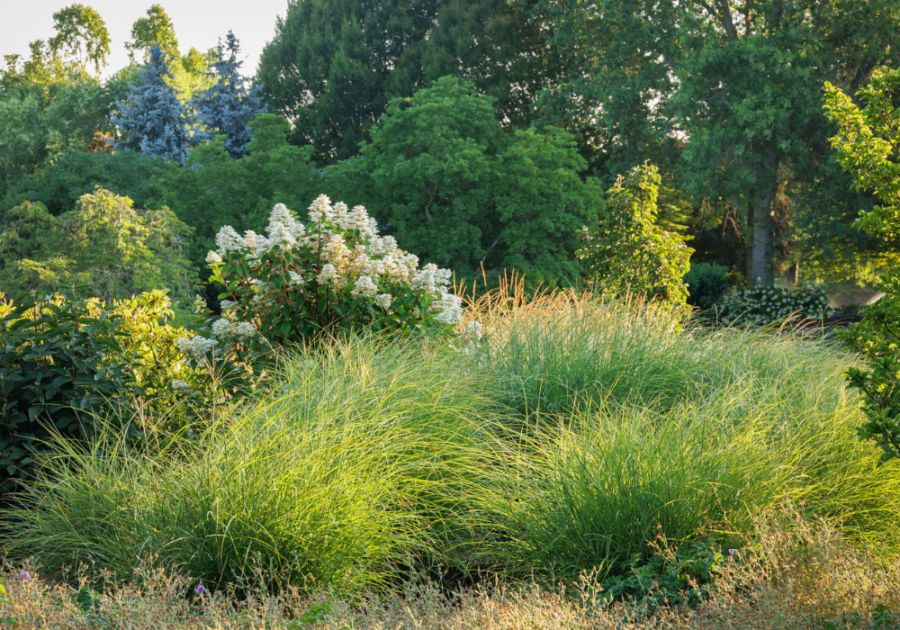 Wild Meets Refined: Balancing Beauty and Ecology