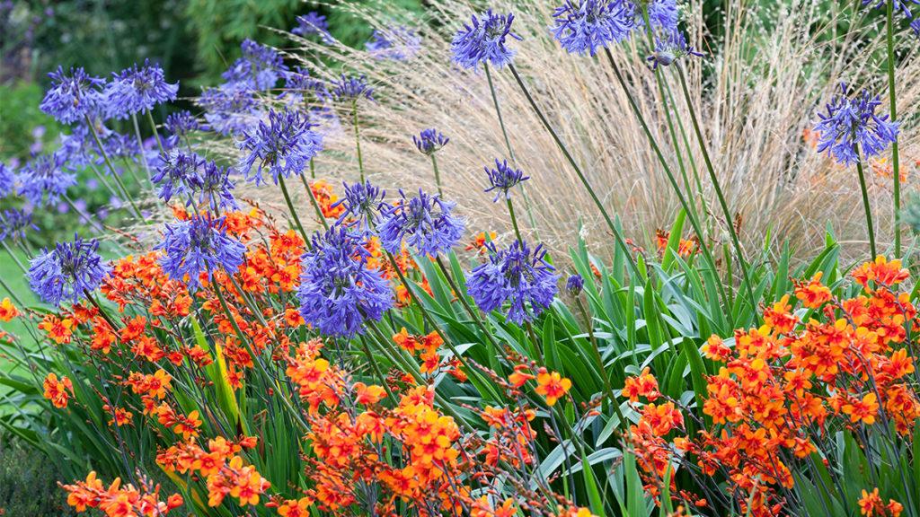 Baby Pete Lily Of The Nile flowers in front of tall grass and bright orange flowers.