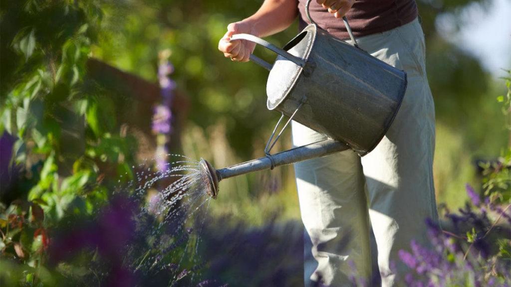 6 Easy Ways to Save Water in Your Garden
