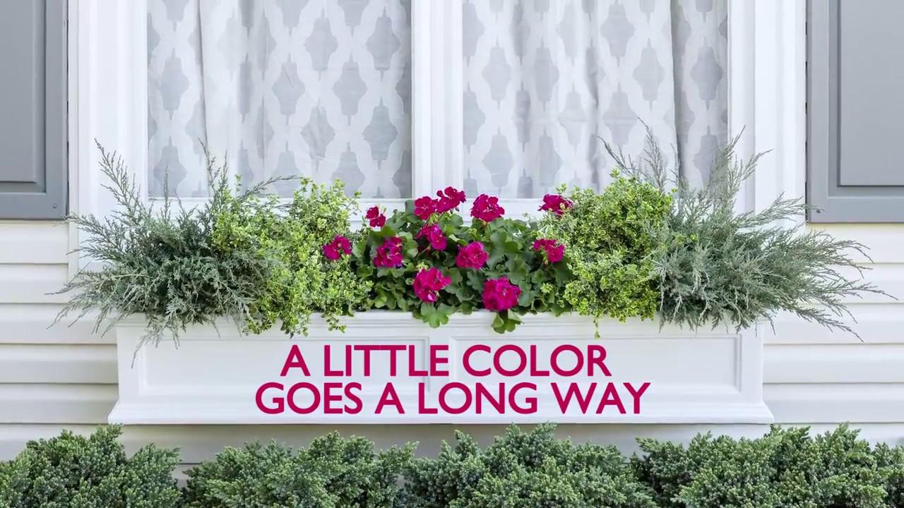 Creating a Color Pop Window Box with Evergreen Shrubs and Annuals