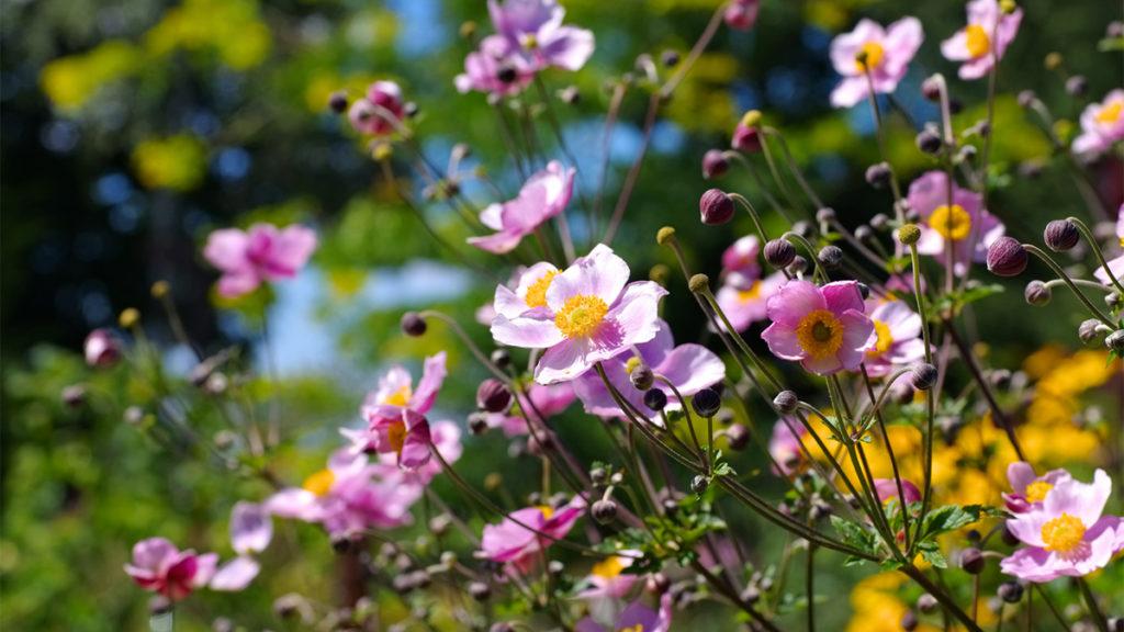 Fall-Blooming Anemones to Plant in Your Garden Now