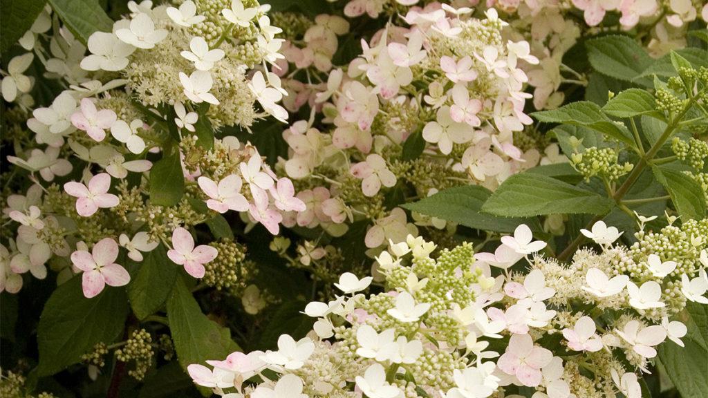 Close-up of the Angel’s Blush Hydrangea flowers.