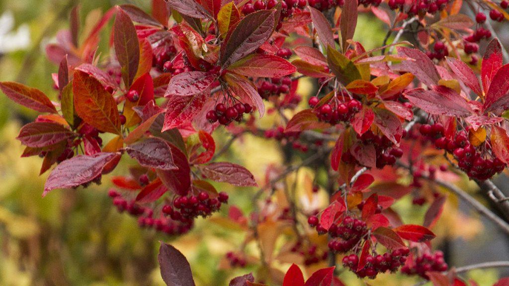 Fall's Fruiting Shrubs: Take a Look at a Few of Our Favorites