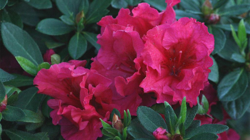 Close-up of the flowers of a Red Ruffles Azalea plant.