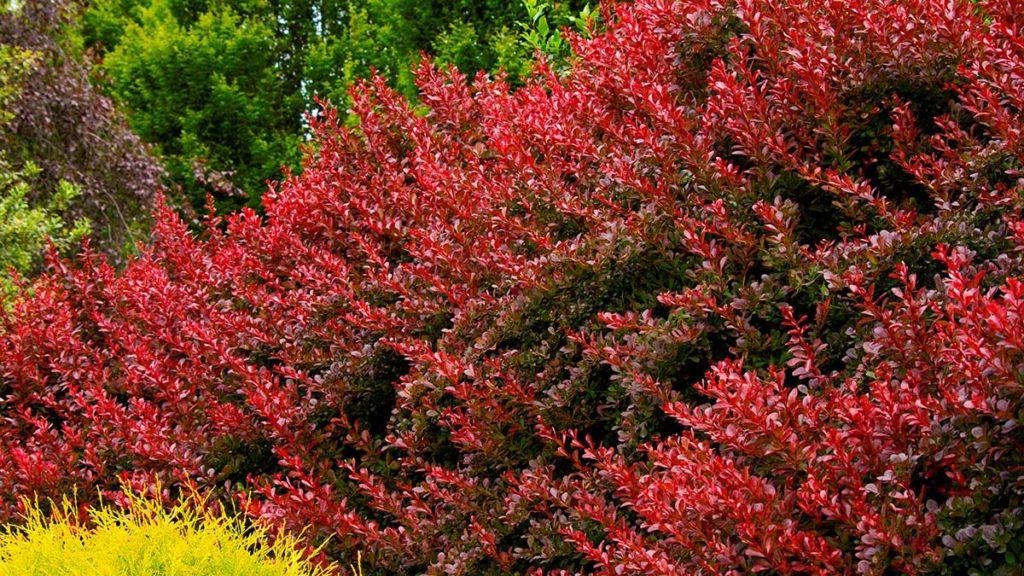 How to Use Barberry in the Landscape with these Recommendations