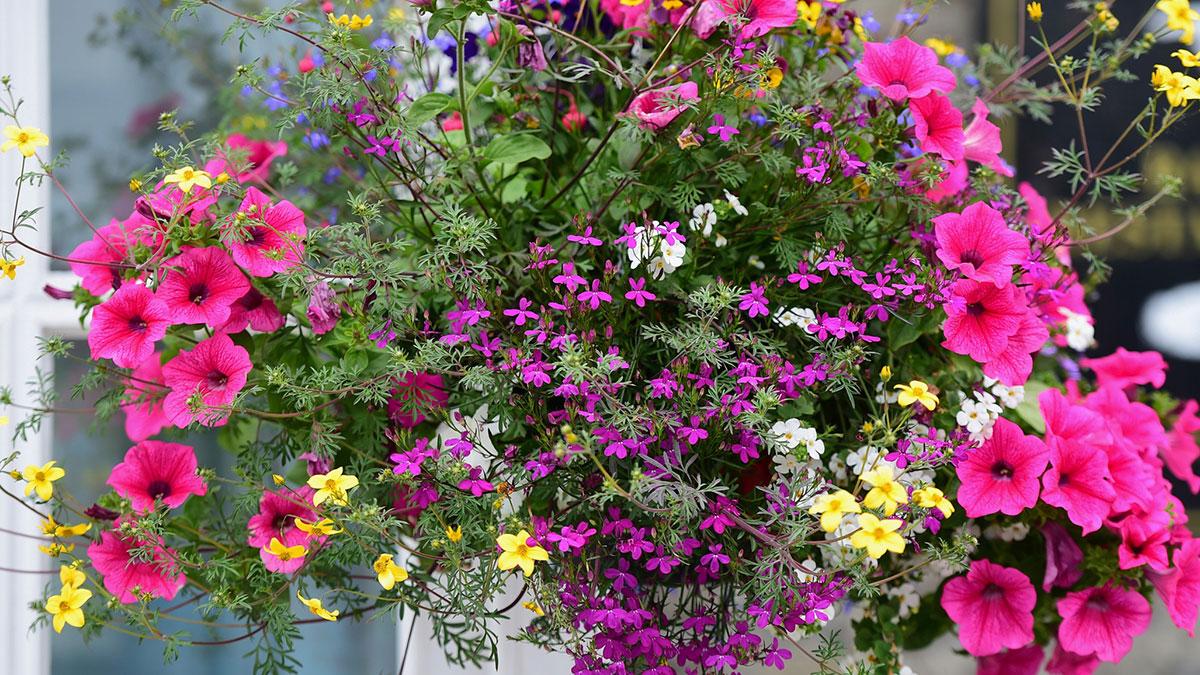 Close-up of a hanging basket of pink, purple, yellow, and white flowers.