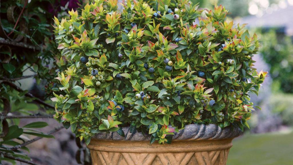 Close-up of a potted blueberry plant.