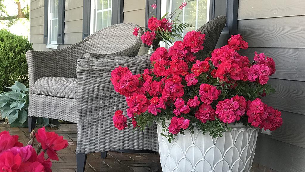 Two patio chairs outside a home next to two white pots full of Nitty Gritty Pink Roses.