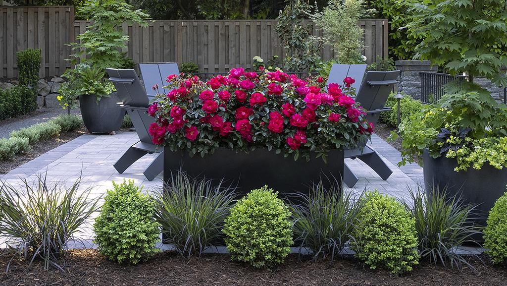 pink roses in black container with formal symmetrical border in front