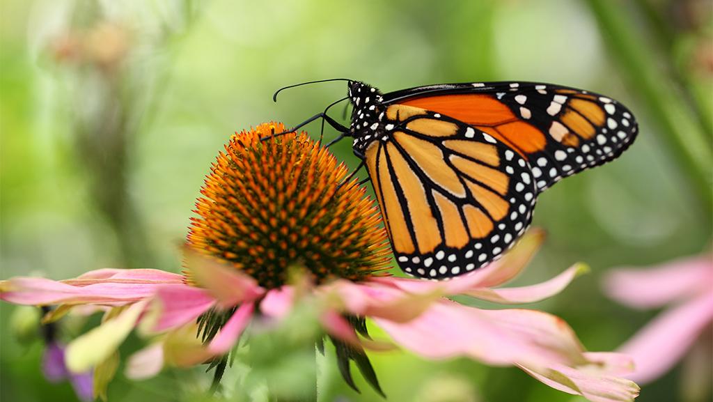 monarch butterfly on a pink coneflower