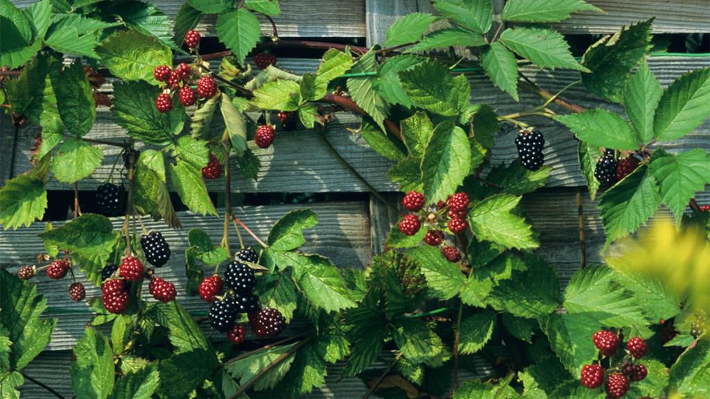 Berries are more than delicious: here's how to use them to make a beautiful garden