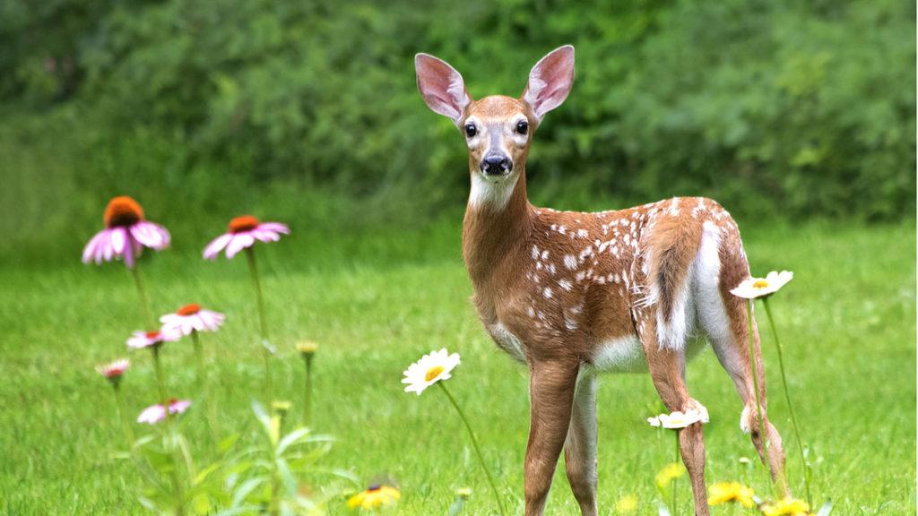 10 Different Plants Deers DON'T Love to Eat
